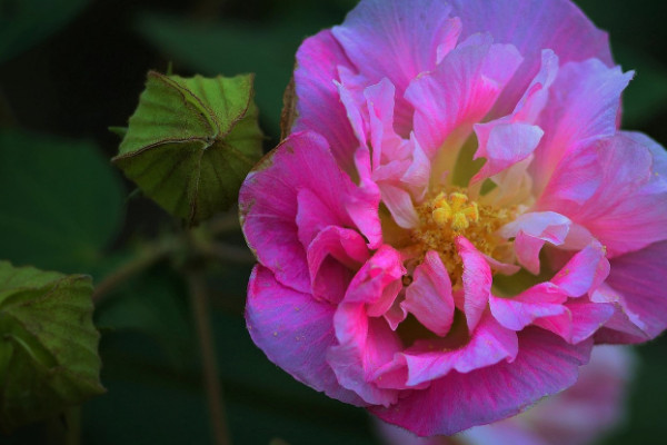 芙蓉花的葉子不好可以剪掉嗎