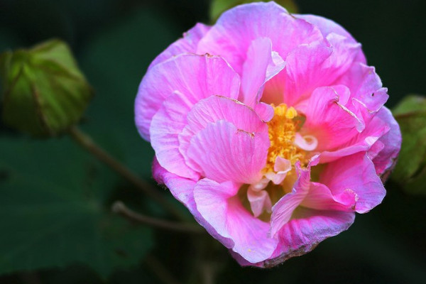 芙蓉花盆栽幾月種植