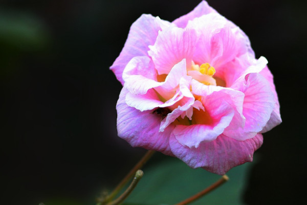 芙蓉花什麼時候休眠