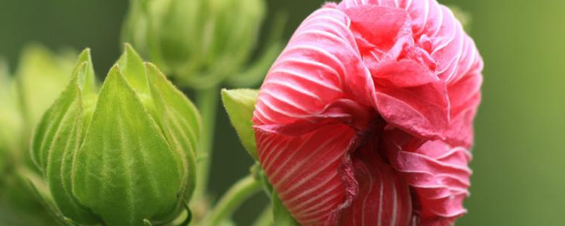 芙蓉花夏天葉黃掉落怎麼辦