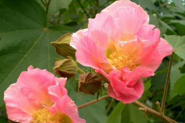 芙蓉花夏天葉黃掉落怎麼辦