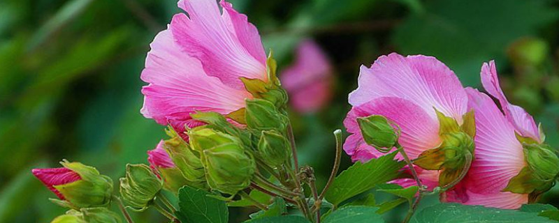 芙蓉花用往花骨朵上澆水嗎