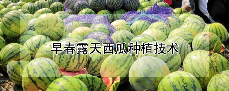 早春露天西瓜種植技術