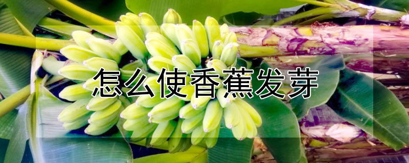 怎麼使香蕉發芽