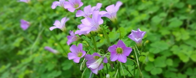 牽牛花藤蔓怎麼扡插