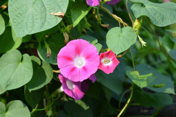 牽牛花藤蔓怎麼扡插