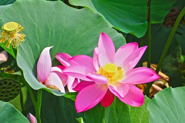 芙蓉花和蓮花一樣嗎