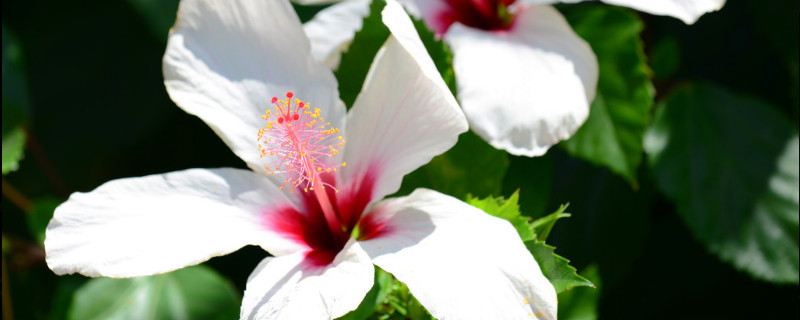 為什麼芙蓉花並開兩個色