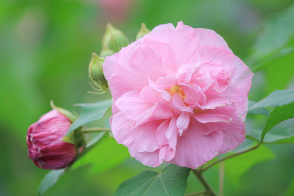 為什麼芙蓉花並開兩個色