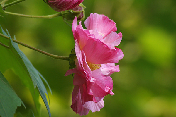 芙蓉花夏季放在哪裏