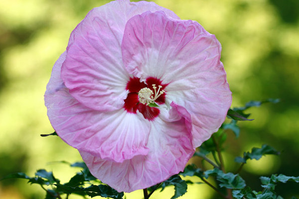 芙蓉花什麼時候修剪比較好