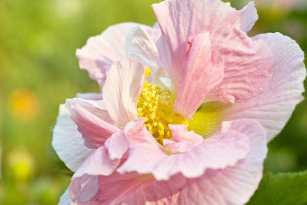 芙蓉花什麼時候修剪比較好