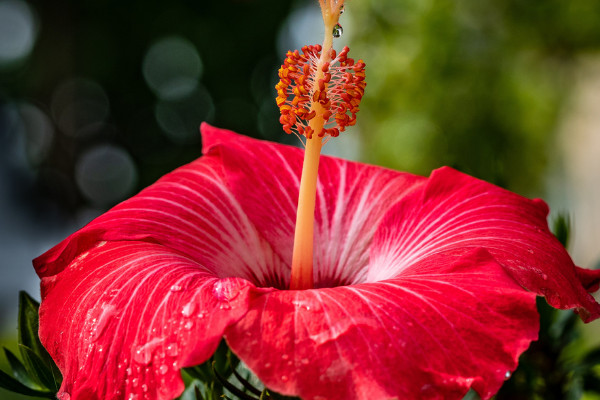 芙蓉花長種球後怎麼辦