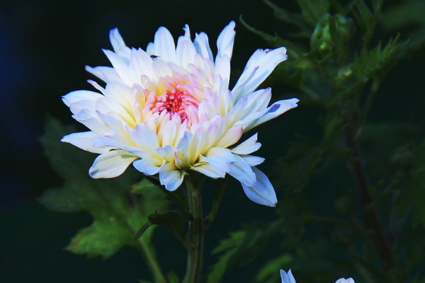 菊花葉子怎麼修剪