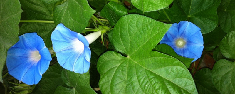 牽牛花怎麼傳播種子