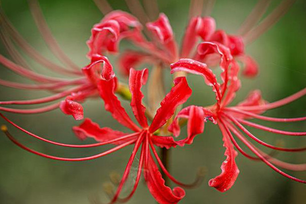 彼岸花要休眠多久才能開花