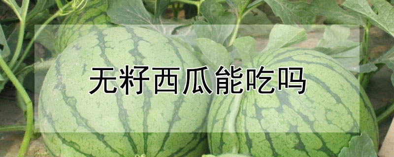 無籽西瓜能吃嗎