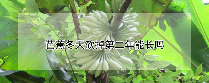 芭蕉冬天砍掉第二年能長嗎