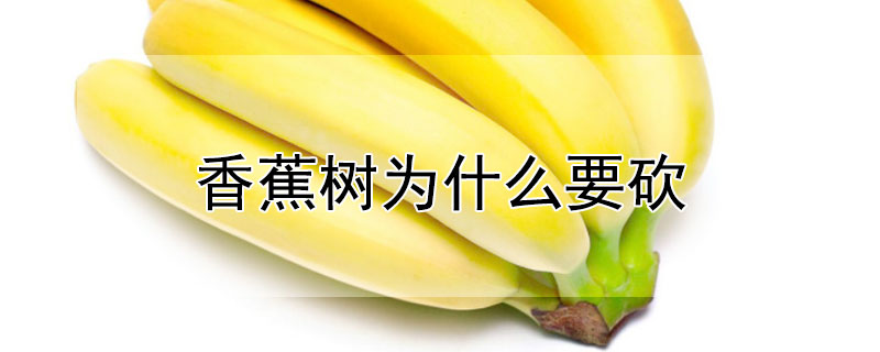 香蕉樹為什麼要砍