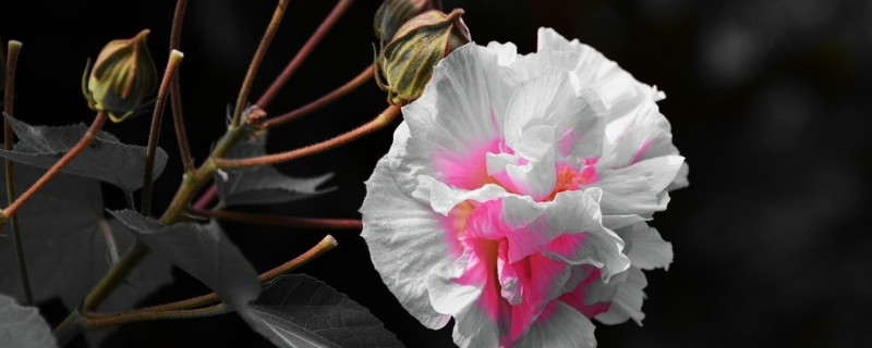 芙蓉花有什麼特點