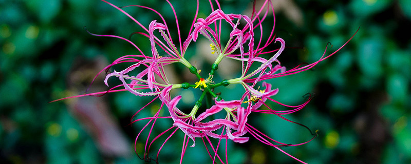 彼岸花為什麼不開花