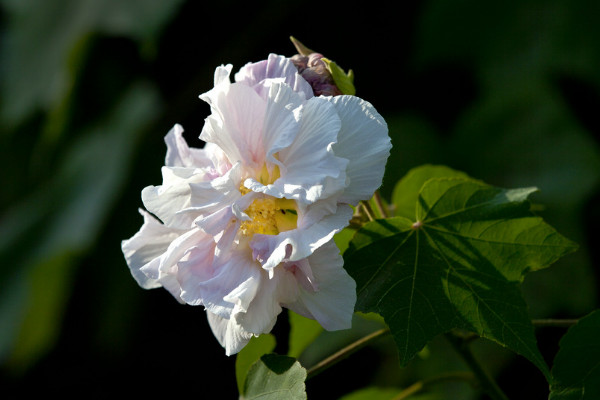 芙蓉花怎麼養家庭養法