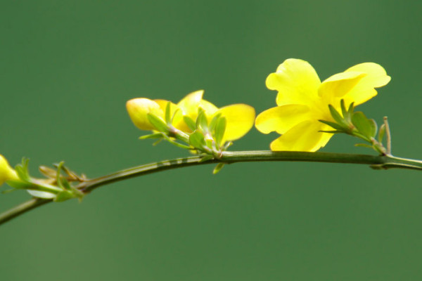 盆栽迎春花長白黴怎麼治