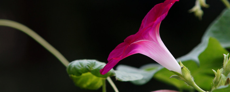 牽牛花可以直接種在花盆裏嗎