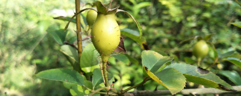 金櫻子開什麼樣的花