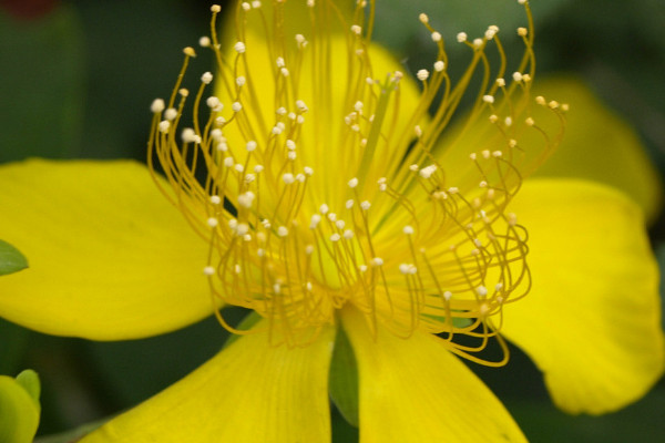 迎春花是什麼花