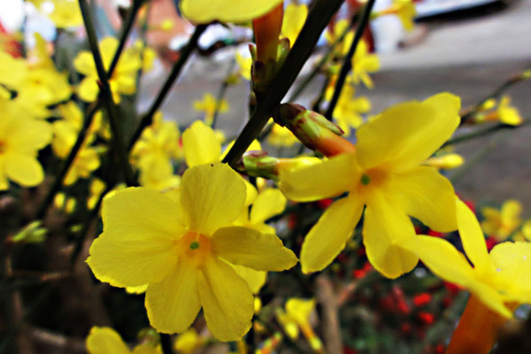 迎春花是什麼花