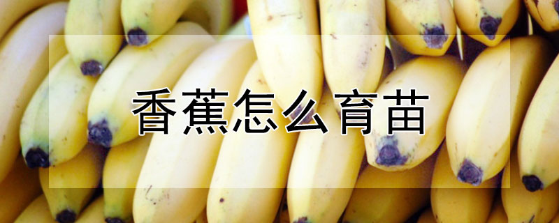 香蕉怎麼育苗