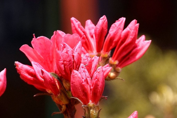 杜鵑花是什麼花卉