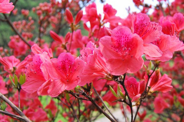 杜鵑花冬天怎麼管理