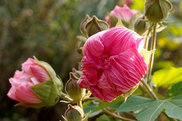 芙蓉花根爛了怎麼辦