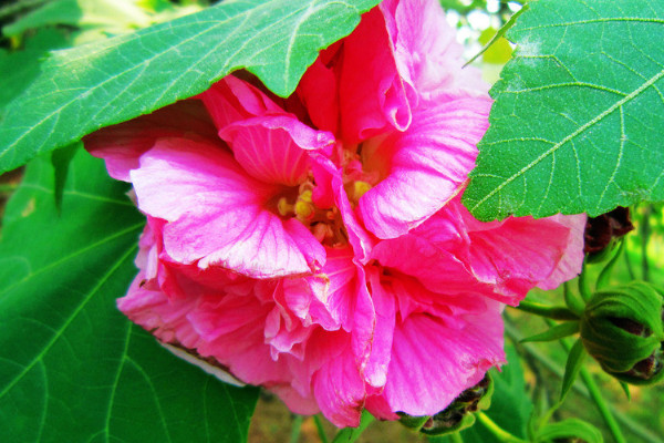 芙蓉花根爛了怎麼辦