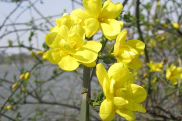 迎春花冬天怎麼澆水