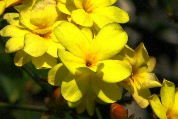 迎春花冬天怎麼澆水