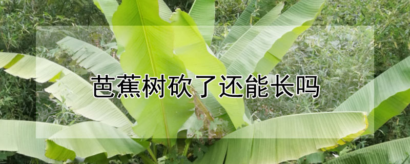 芭蕉樹砍了還能長嗎