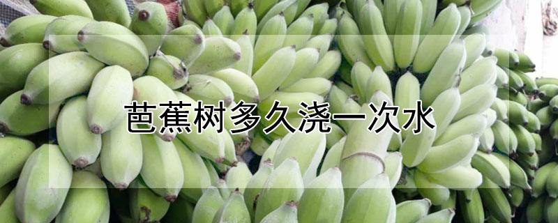 芭蕉樹多久澆一次水