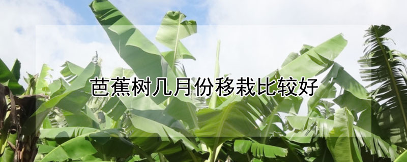 芭蕉樹幾月份移栽比較好