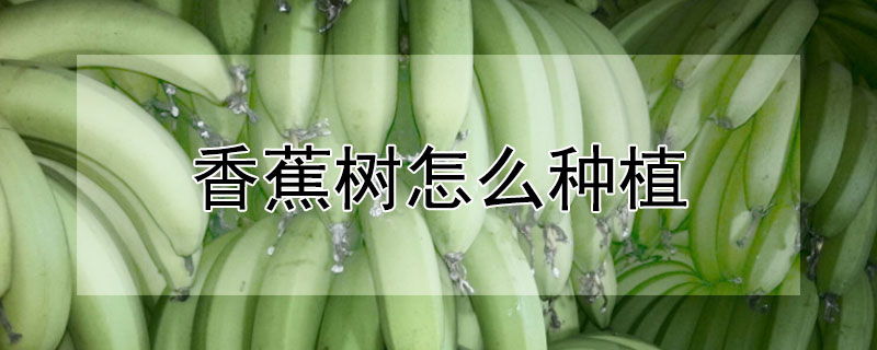 香蕉樹怎麼種植