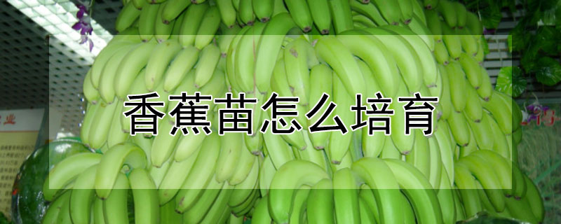 香蕉苗怎麼培育