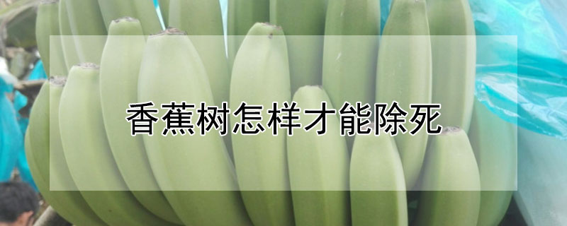 香蕉樹怎樣才能除死