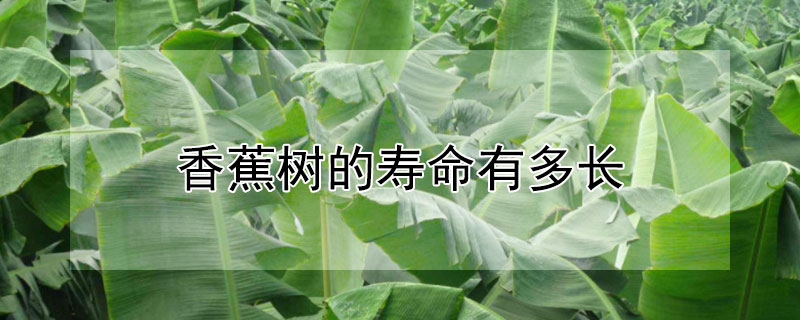 香蕉樹的壽命有多長