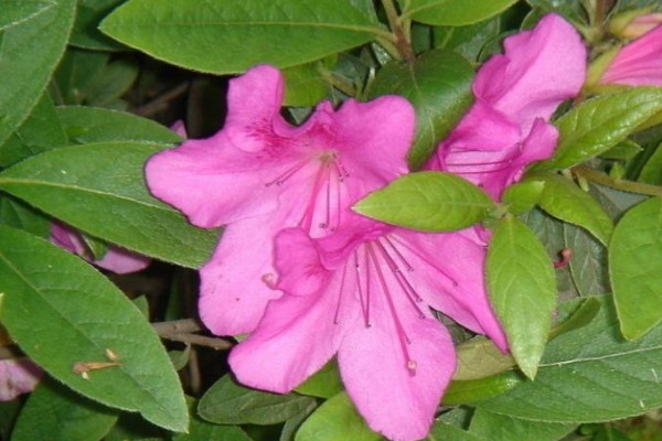 杜鵑花立秋後應怎樣養