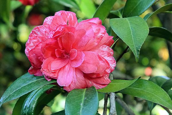 家裏種茶花樹吉利嗎