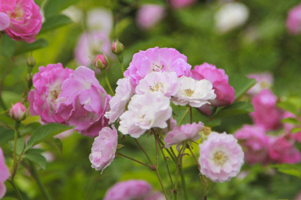 薔薇花是怎麼開放的