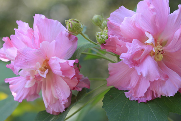 芙蓉花冬眠用澆水嗎