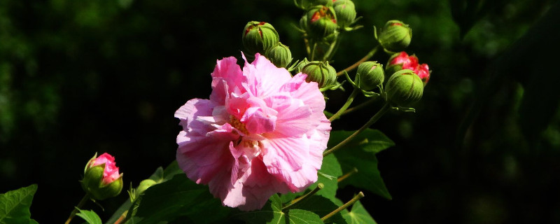 芙蓉花秋天上肥嗎